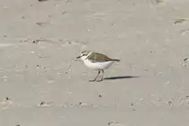 Seeregenpfeifer (Charadrius alexandrinus) am 17.6.2010 in Praia de Mira.