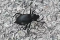 Gro�er Totenk�fer (Blaps mortisaga) am 17.6.2010 bei Praia de Mira.