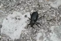 Gro�er Totenk�fer (Blaps mortisaga) am 17.6.2010 bei Praia de Mira.