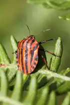 Streifenwanze (Graphosoma lineatum) am 18.6.2010 in den Bergen bei Lousa.