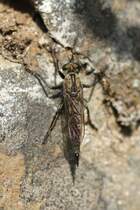 Raubfliege wahrscheinlich (Laphria marginata) am 18.6.2010 in den Bergen bei Lousa.
