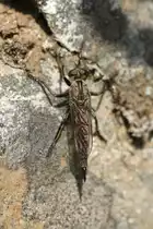 Raubfliege wahrscheinlich (Laphria marginata) am 18.6.2010 in den Bergen bei Lousa.