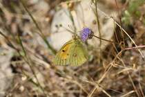 Postillon oder Wander-Gelbling (Colias croceus) am 18.6.2010 in den Bergen bei Lousa.