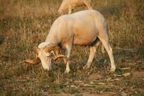 Churra da Terra Quente - Schaf am Abend des 18.6.2010 in Ourent.