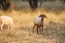 Churra da Terra Quente - Schaf am Abend des 18.6.2010 in Ourent�.