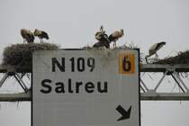Jede Menge brtende Weistrche auf einigen Autobahnschilderbrcken. 19.6.2010 bei Angeja.