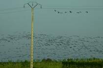 Ein groer Kranichschwarm mit einigen hundert Vgeln ist auf einem Feld in der Champagne gestartet und sucht einen neuen Futterplatz. Lansam nhert sich die  Schwarze Flatterwolke  meinem Fotostandort am Rand eines kleinen Dorfes westlich von Saint Dezier. Dieser Anblick und der dazugehrige Lrm ist ein atemberaubendes Naturschauspiel; 19.11.2011