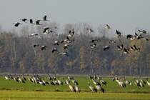 Whrend ein Teil eines groen Kranichschwarms auf dem Feld weiter nach Nahrung sucht, startet ein anderer Teil zu einem neuen Futterplatz in der Champagne; 19.11.2011
