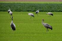 Kraniche auf einem Feld bei Saint Dizier; 19.11.2011
