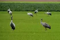 Kraniche auf einem Feld bei Saint Dizier; 19.11.2011