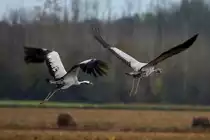 Es sieht sehr elegant aus, wenn die Kraniche mit ihren gro�en Schwingen zum Flug starten; 19.11.2011