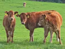 Aufstellen zum Gruppenfoto. Mi�trauisch beobachten diese drei jungen Rinder den Fotografen am 27.09.2011 auf einer Wiese in Breinig bei Aachen.