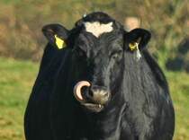 Geschickt kratzt sich dieses Rind mit seiner langen Zunge auf der Nase. (15.11.2011)