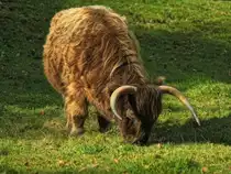 Zotteliges Schottisches Hochlandrind mit m�chtigen H�rnern am 19.10.2011 auf einer Wiese bei Aachen.