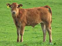 Was will der Typ mit der Kamera von mir? Upps, jetzt bin ich so aufgeregt das ich Pipi mu. Gesehen am 27.09.2011 auf einer Wiese in Breinig bei Aachen.