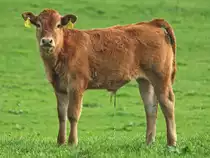 Was will der Typ mit der Kamera von mir? Upps, jetzt bin ich so aufgeregt das ich Pipi mu�. Gesehen am 27.09.2011 auf einer Wiese in Breinig bei Aachen.