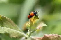 Ameisen-Sackk�fer oder Ameisen-Blattk�fer (Clytra laeviuscula) am 22.6.2010 im Leintalzoo.