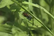 Zw�lfpunkt-Blattwespe (Macrophya duodecimpunctata) am 22.6.2010 im Leintalzoo.