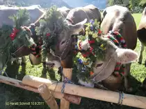Viehscheid in Pfronten/Allg�u am 10.9.2011