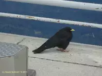 Alpendohle am 7.9.2011 auf der Zugspitze
Tja, wenn ich es jetzt w��te. Vogel ist wohl schon richtig, aber dann? Bitte um Aufkl�rung