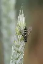 Gemeine Keulenwespe (Sapyga clavicornis) am 23.6.2010 bei Kleinheringen.