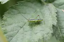 Nymphe einer Kurzfl�gligen Schwertschrecke (conocephalus dorsalis) am 23.6.2010 bei Kleinheringen.