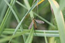 Kohlschnake (Tipula oleracea) am 23.6.2010 bei Kleinheringen.