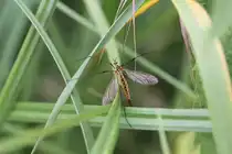 Kohlschnake (Tipula oleracea) am 23.6.2010 bei Kleinheringen.