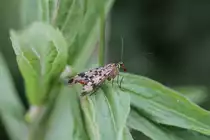 Weibchen einer Gemeinen Skorpionsfliege (Panorpa communis) am 23.6.2010 in Kleinheringen.