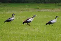 Nilg�nse im G�nsemarch am 28.5.10 am Schlo� Rimburg �bach - Palenberg