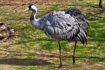 So nah am Kranich kommt man in freier Wildbahn leider nie, das Bild wurde im Tierpark Ueckerm�nde aufgenommen. - 17.04.2011