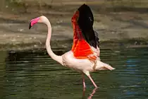 Posieren im Tierpark Ueckerm�nde - 17.04.2011