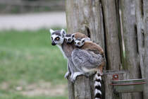 Kattamutter mit 2 Jungtieren im Tierpark Ueckermnde. - 17.04.2011