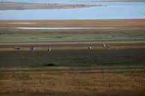 Der Staussee reguliert in erste Linie das Wasser der Marne und so indirekt der Seine. Im Fr�hjahr wird er mit dem Hochwasser bef�llt. Mit dem aufgestauten Wasser wird im Sommer die Seine schiffbar geahlten. Im Herbst ist er somit weitestgehend trocken und bildet gro�e Bruch- und Sumpfgebiete, die sich hervorragend als Schlafquartiere f�r die gut 80.000 Kraniche auf dem Westlichen Zugweg eignen.