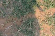 Geschftiges Treiben auf der Ameisenstrae. Die Aufnahme entstand am 29.10.11 auf dem Gelnde der Qutab Minar.