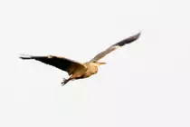 Graureiher beim Abflug,Fornsbach,26.11.2011.