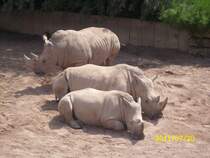 Nash�rner im Erfurter Zoo am 20.07.2011