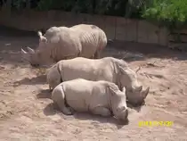 Nash�rner im Erfurter Zoo am 20.07.2011