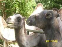 Kamele im erfurter Zoo am 20.07.2011