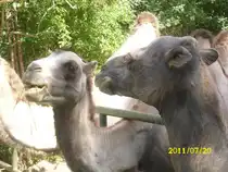 Kamele im erfurter Zoo am 20.07.2011