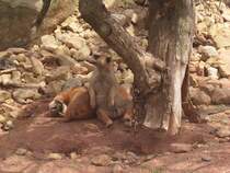 Ermnnchen im Erfurter Zoo am 20.07.2011