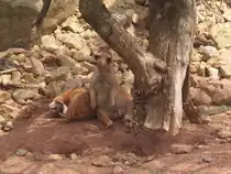 Erm�nnchen im Erfurter Zoo am 20.07.2011