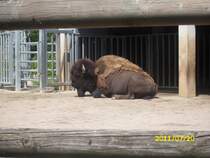 Bison im Erfurter Zoo am 0.07.2011