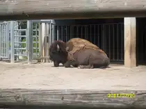 Bison im Erfurter Zoo am 0.07.2011