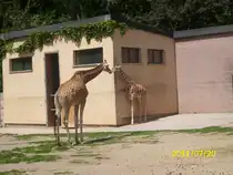 Giraffen im Erfurte Zoo am 20.07.2011
