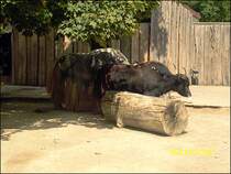 Yak im Erfurter Zoo am 20.07.2011