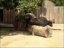 Yak im Erfurter Zoo am 20.07.2011