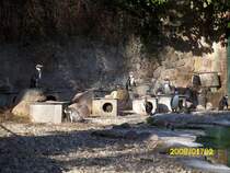 Pinguine in Schwerin am 02.01.2008