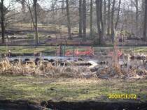 Flamingos in Schwerin am 02.01.2008