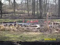 Flamingos in Schwerin am 02.01.2008